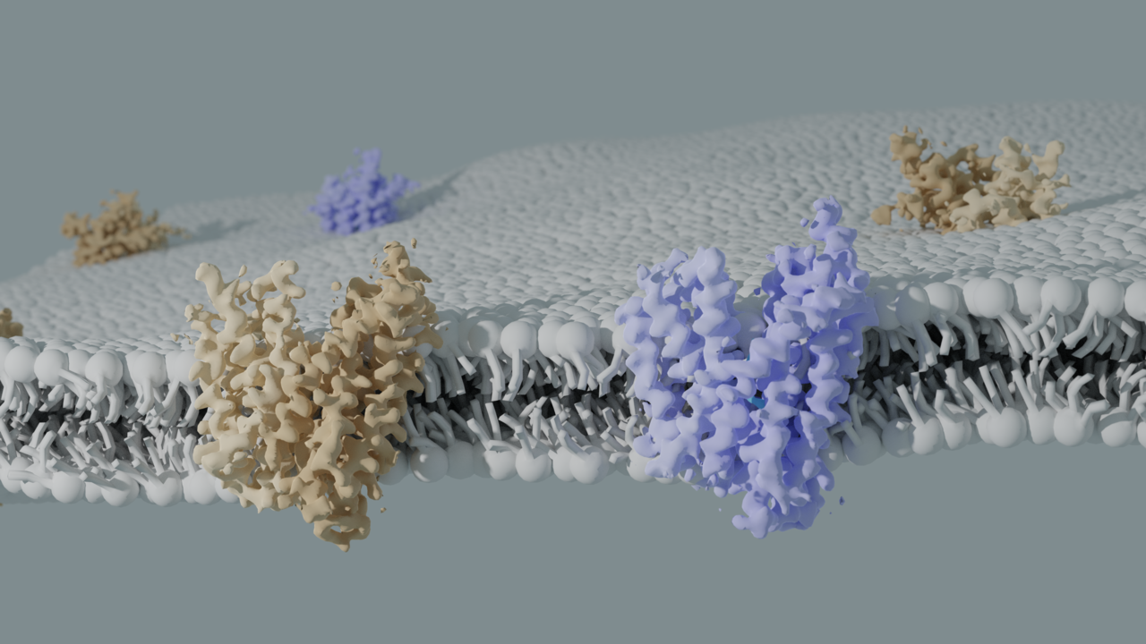 Collaborating to study the transport and inhibition of the immunoregulatory sphingosine-1-phosphate exporter SPNS2