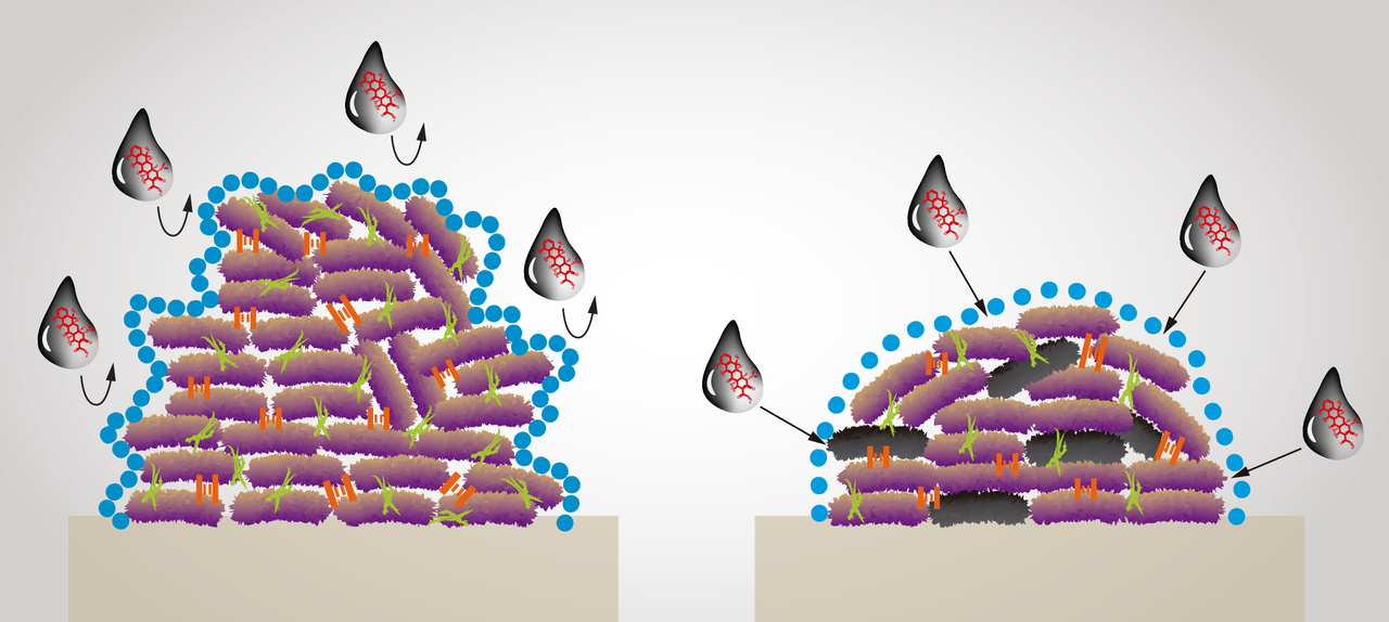 In your (sur)face bacterial biofilms!