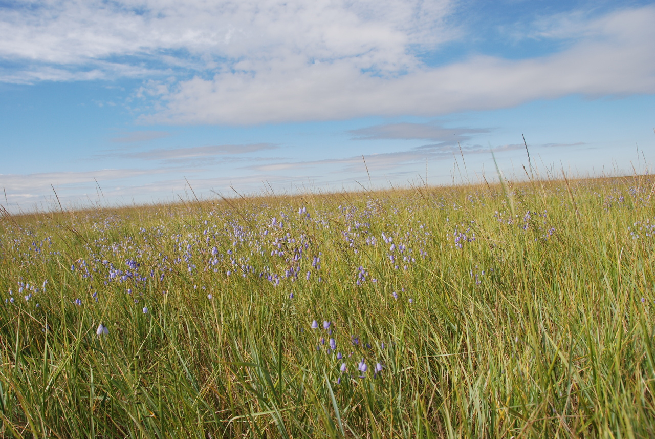 Community-level foliar stable carbon isotope is dominantly influenced by leaf functional traits in dry Inner Mongolia steppes