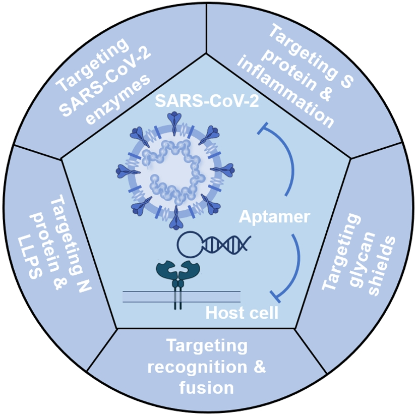 The Story Behind "Aptamer Nanotechnology Bolsters COVID-19 Therapeutic Strategies"