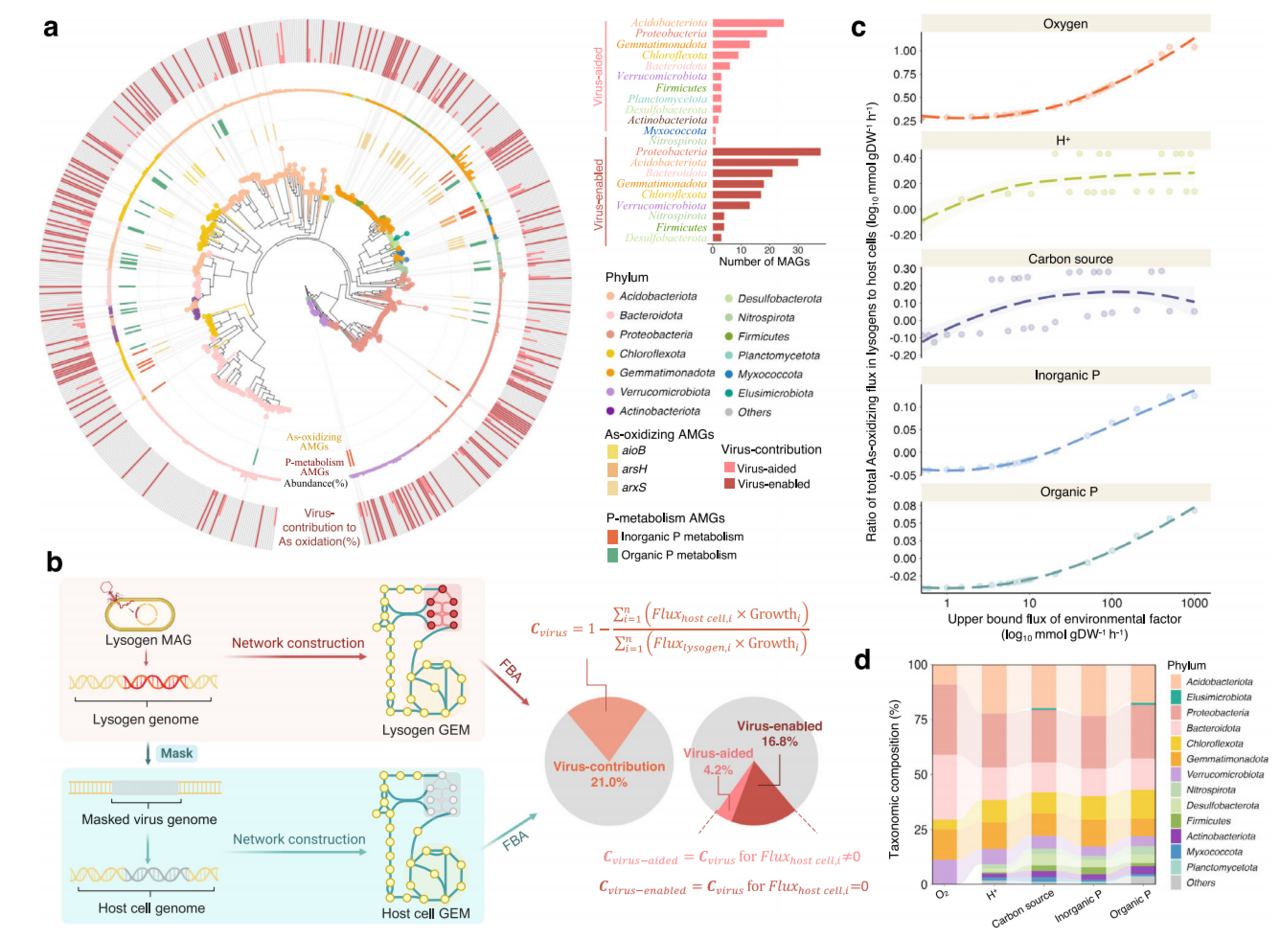 Rhizosphere viruses - just how powerful are they in mediating microbial arsenic metabolism?