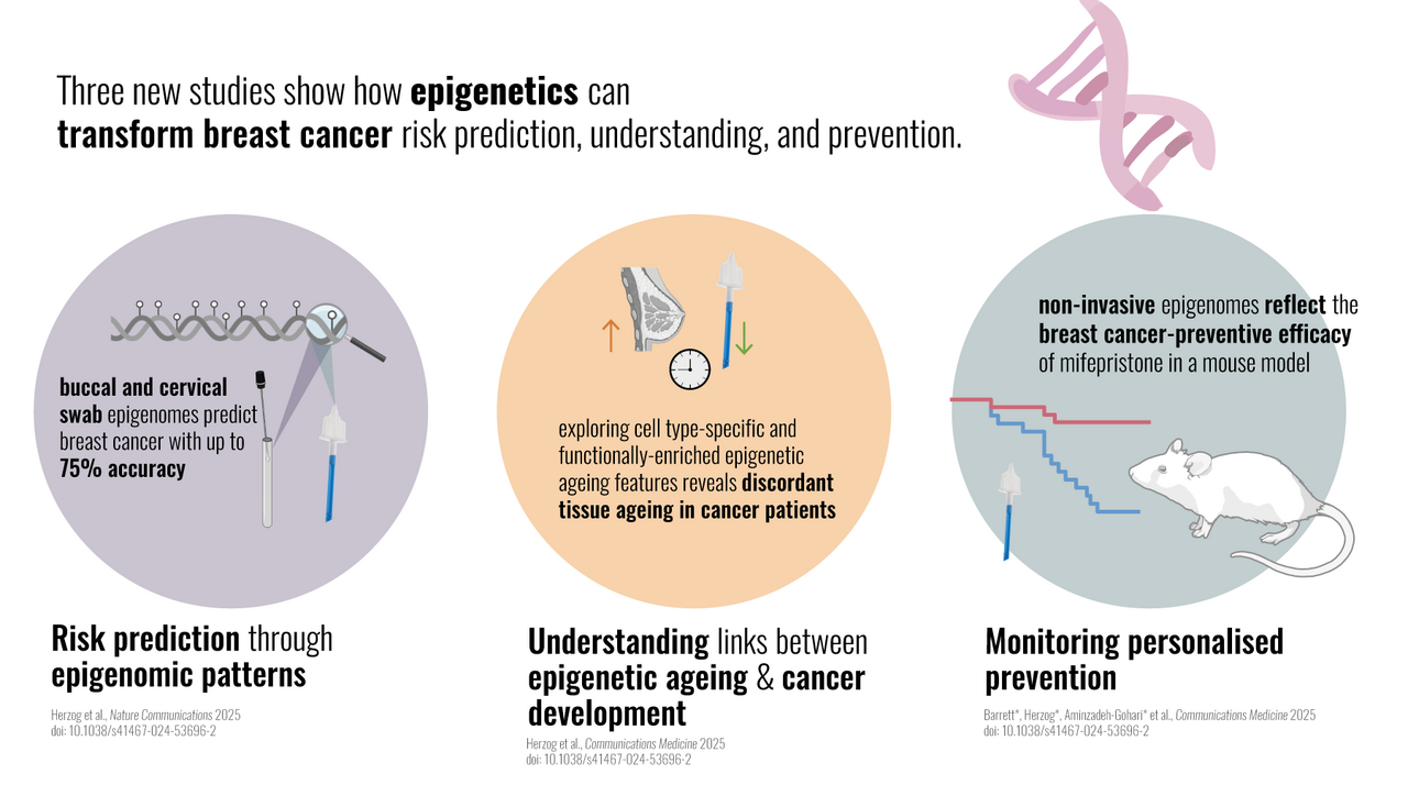 Harnessing the Epithelial Epigenome: A New Frontier in Breast Cancer Prevention