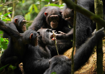 Why do wild chimpanzees possess large tool kits?