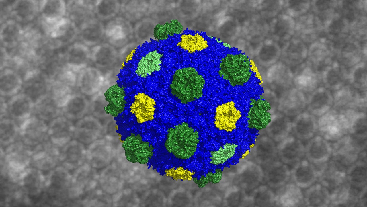 Not a just pouch of enzymes: Bacteria also have organelles! 