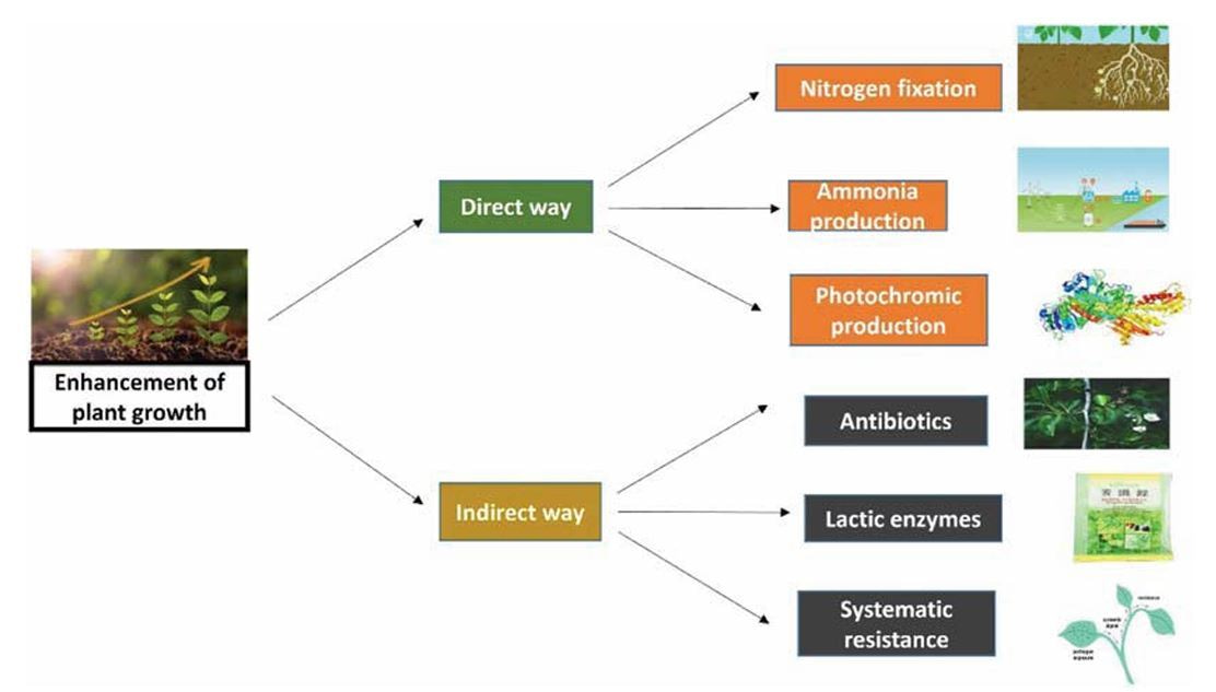 Applications of microbial biomolecules in sustainable agriculture