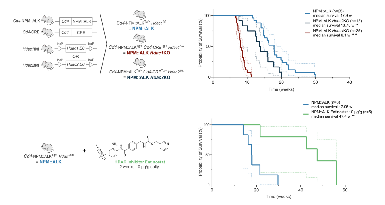New Insights into HDACs’ Role in Lymphoma Development