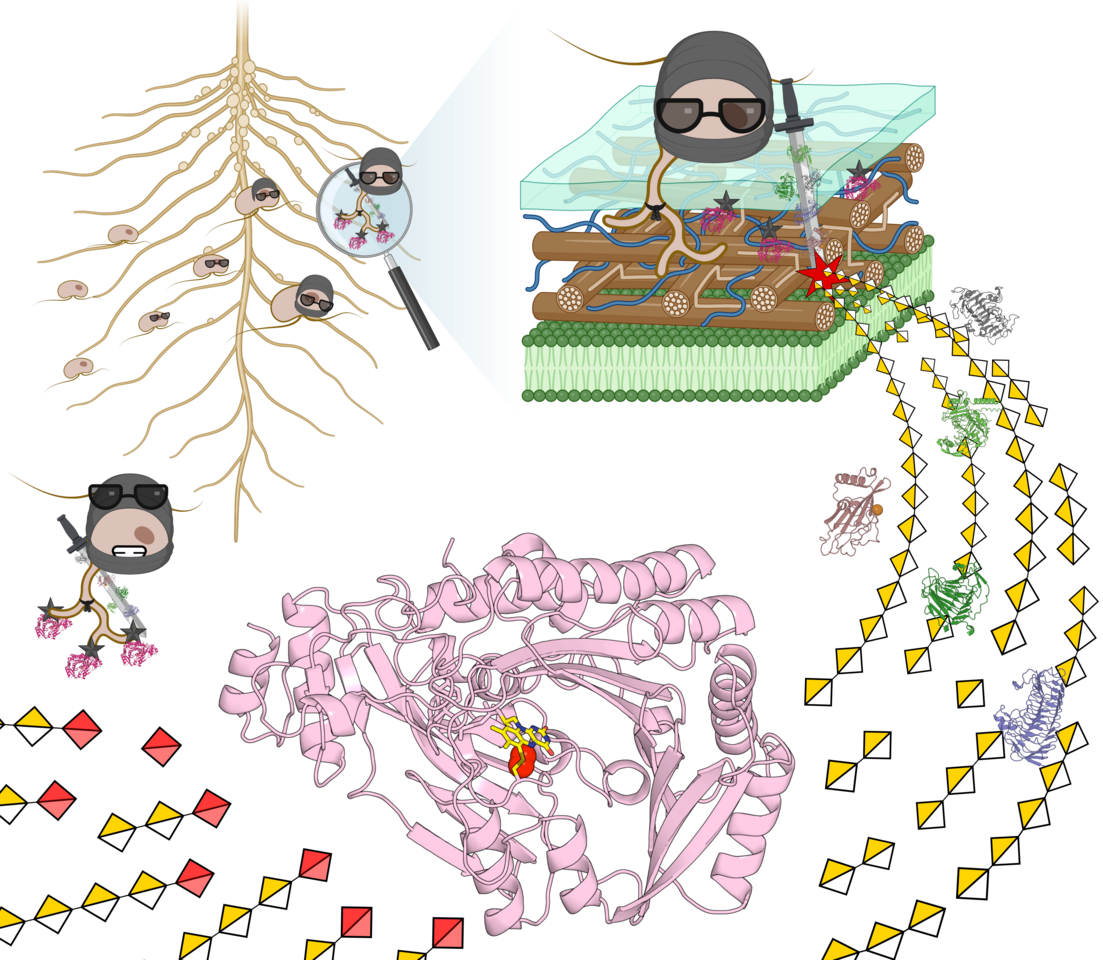 A Secret Weapon in Plant Infection: How Oomycetes Use Carbohydrate Oxidation to Evade Plant Immunity