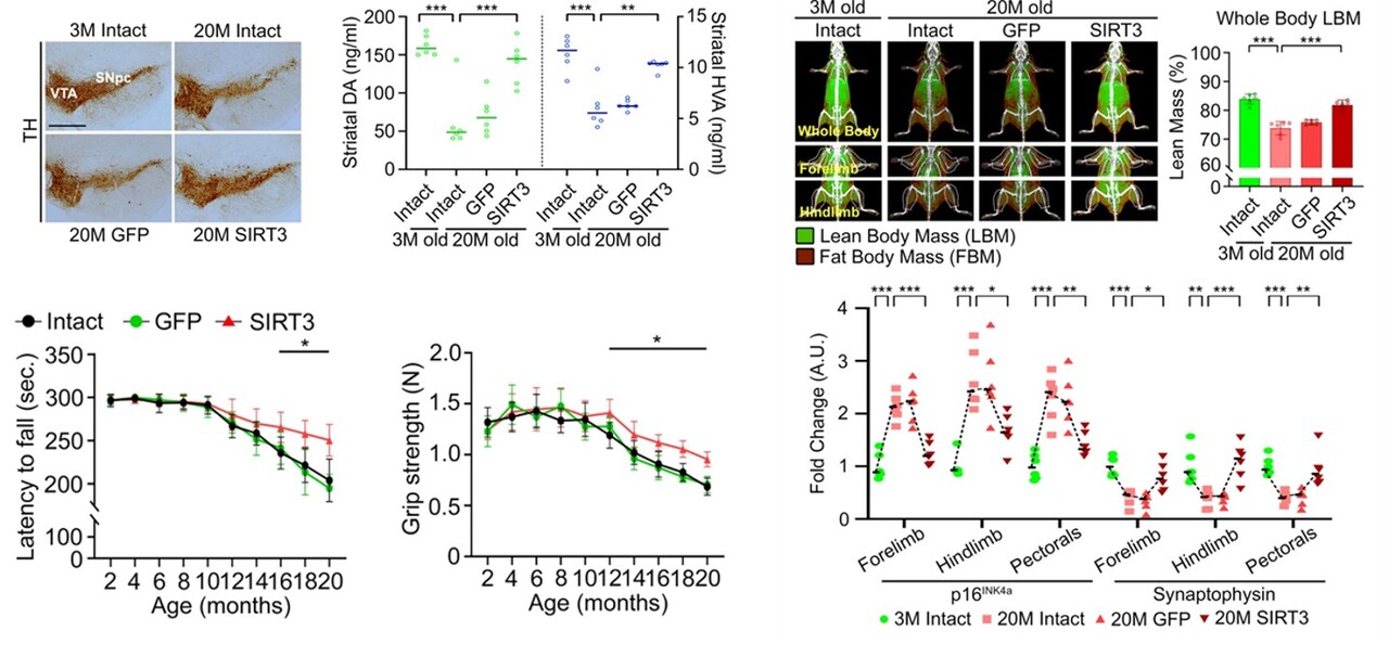 A New Strategy in Combating Age-Related Muscle Loss
