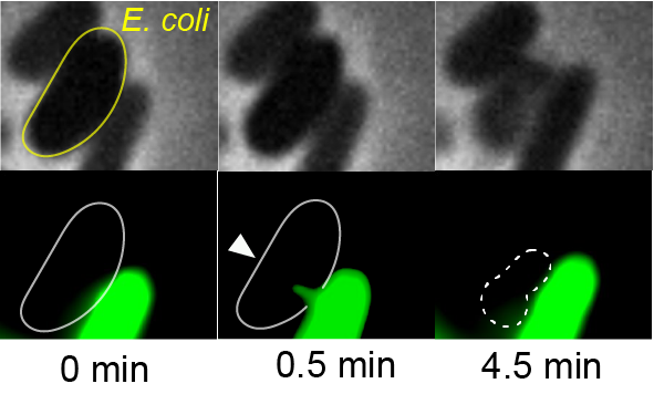 Choose your weapon! Tad pili with adaptable tips mediate contact-dependent killing during bacterial predation