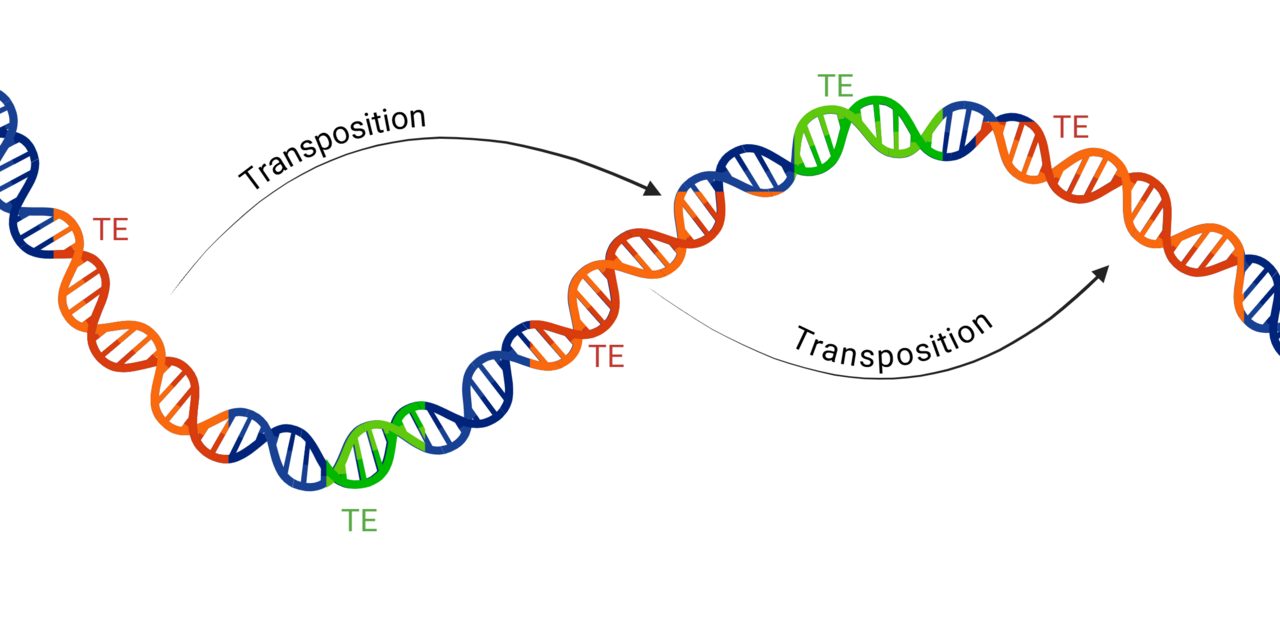 Celebrating DNA Day with transposable elements