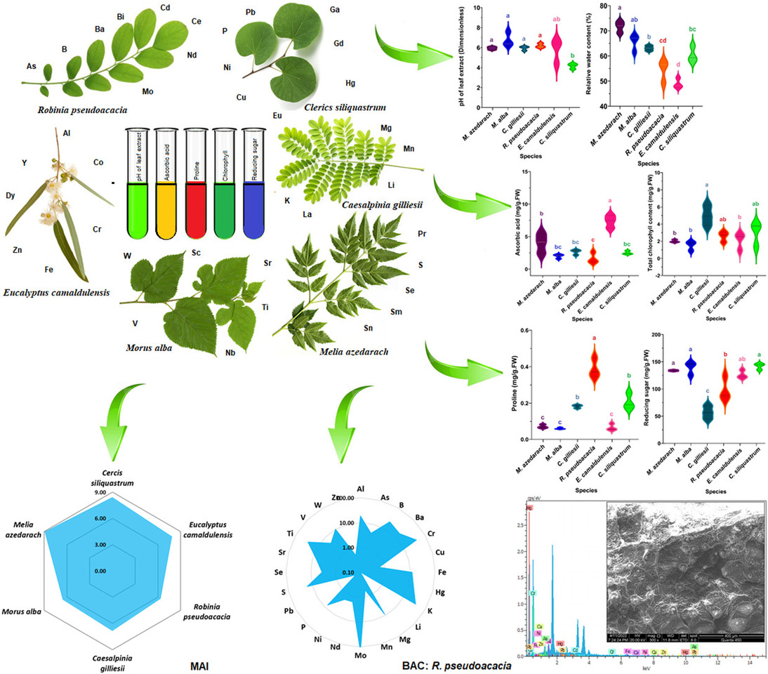 Health assessment of industrial ecosystems of Isfahan (Iran) using phytomonitoring: Chemometric, micromorphology, phytoremediation, air pollution tolerance and anticipated performance indices
