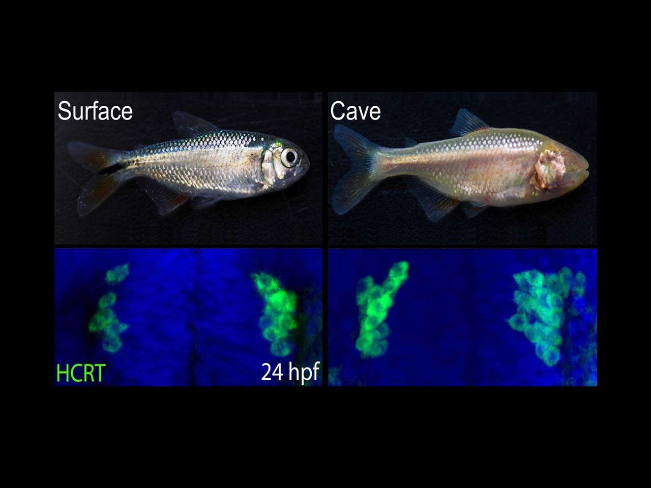 Evolution of brain development