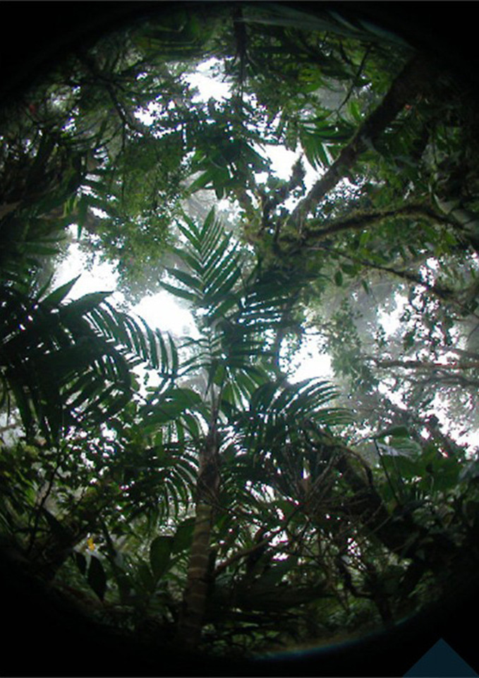 Exploring the functional ecology of palms in the rainforest