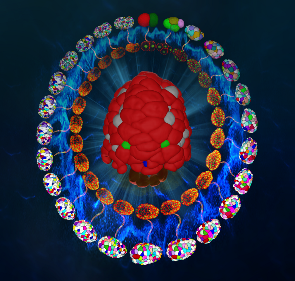 The morphological roadmap of development: How do cellular shapes change over embryogenesis?