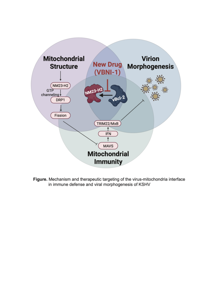 Viral Bcl-2 homologs: Old Dog with New Tricks