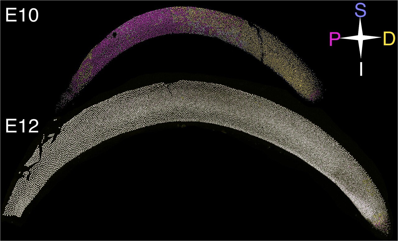 Pushing and pulling align forces in the ear