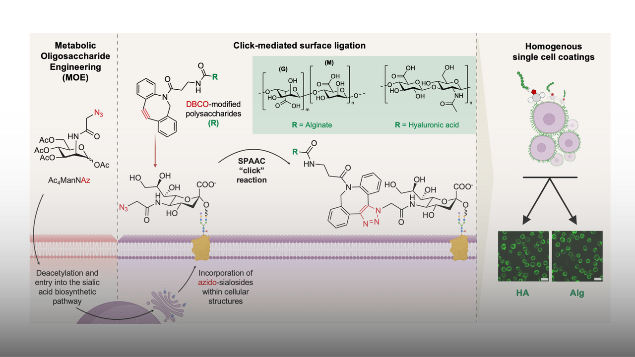 Sugar-coated Cells for Improved Regenerative Therapies