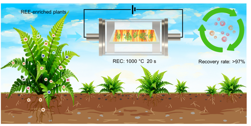 Turning plants into rare earth resources with ultrafast electrothermal heating
