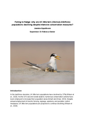Failing to fledge: why are UK little tern (Sternula albifrons) populations declining despite intensive conservation measures?