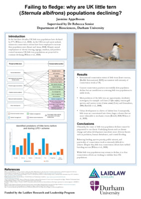 (Research Poster) Failing to fledge: why are UK little tern (Sternula albifrons) populations declining?