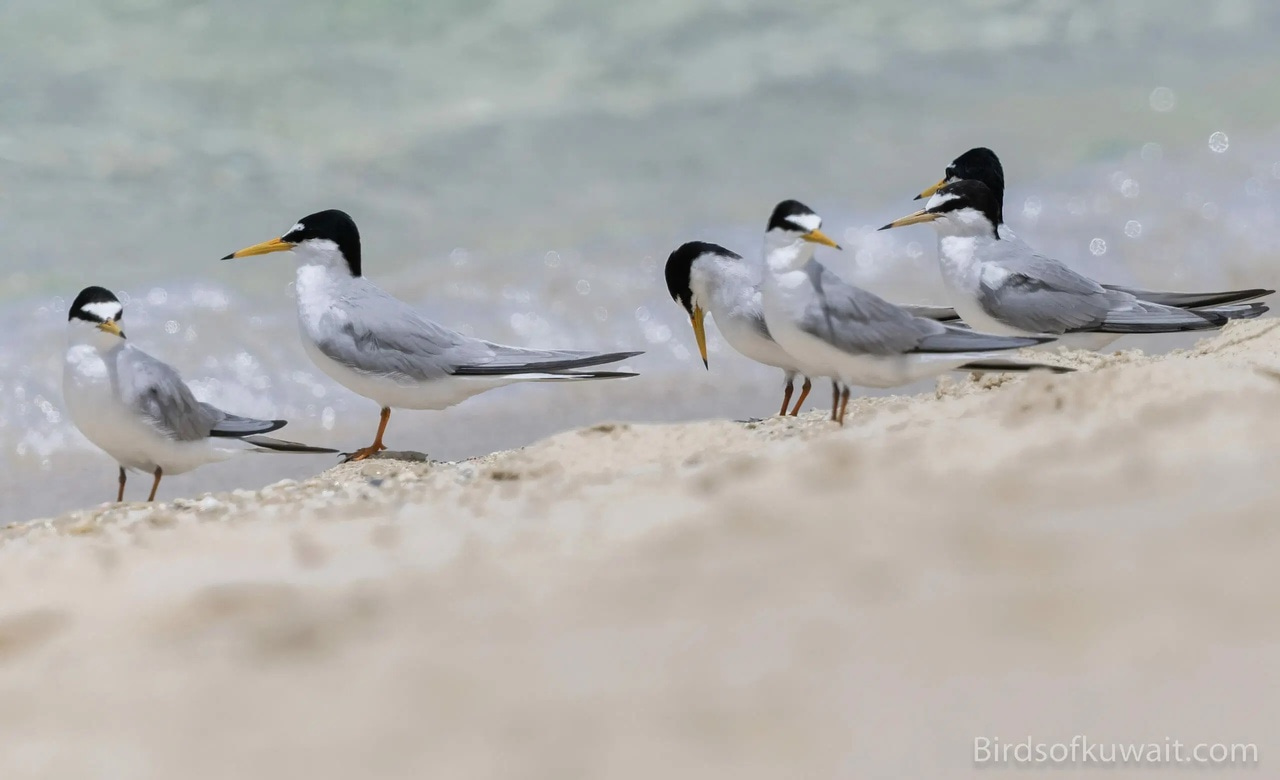 Evaluating the impact of fenced nest sites on Little Tern reproductive success by analysing nesting frequencies and fledgeling flight frequency. 