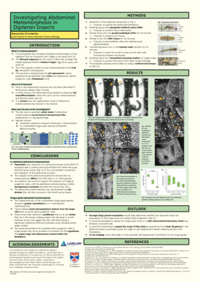 Research Poster: Investigating Abdominal Metamorphosis in Dipteran Insects