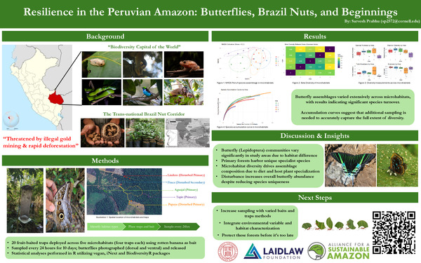 Patterns of Resilience: What Butterfly Communities Reveal About Forest Disturbance in the Peruvian Amazon