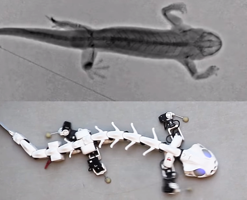 Nature’s Blueprint: Designing Bio-Inspired Robotic Legs to move like a Salamander