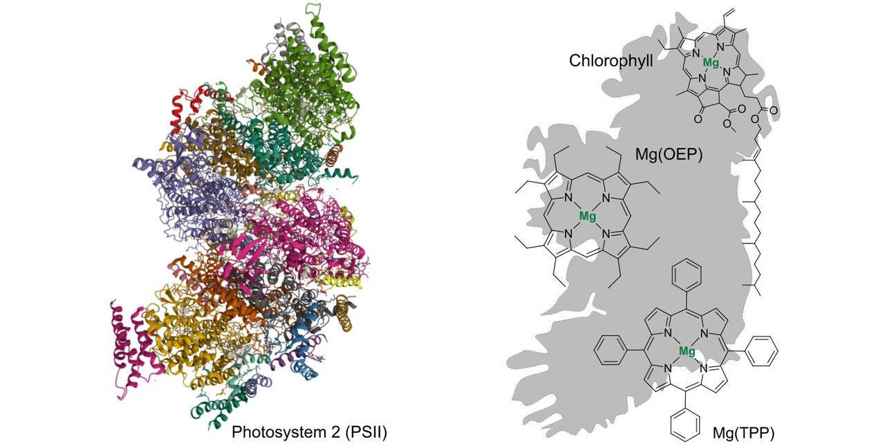 Research Outline: Taking a Sneak Peek at Nature's Chemistry Notes on Photosynthesis