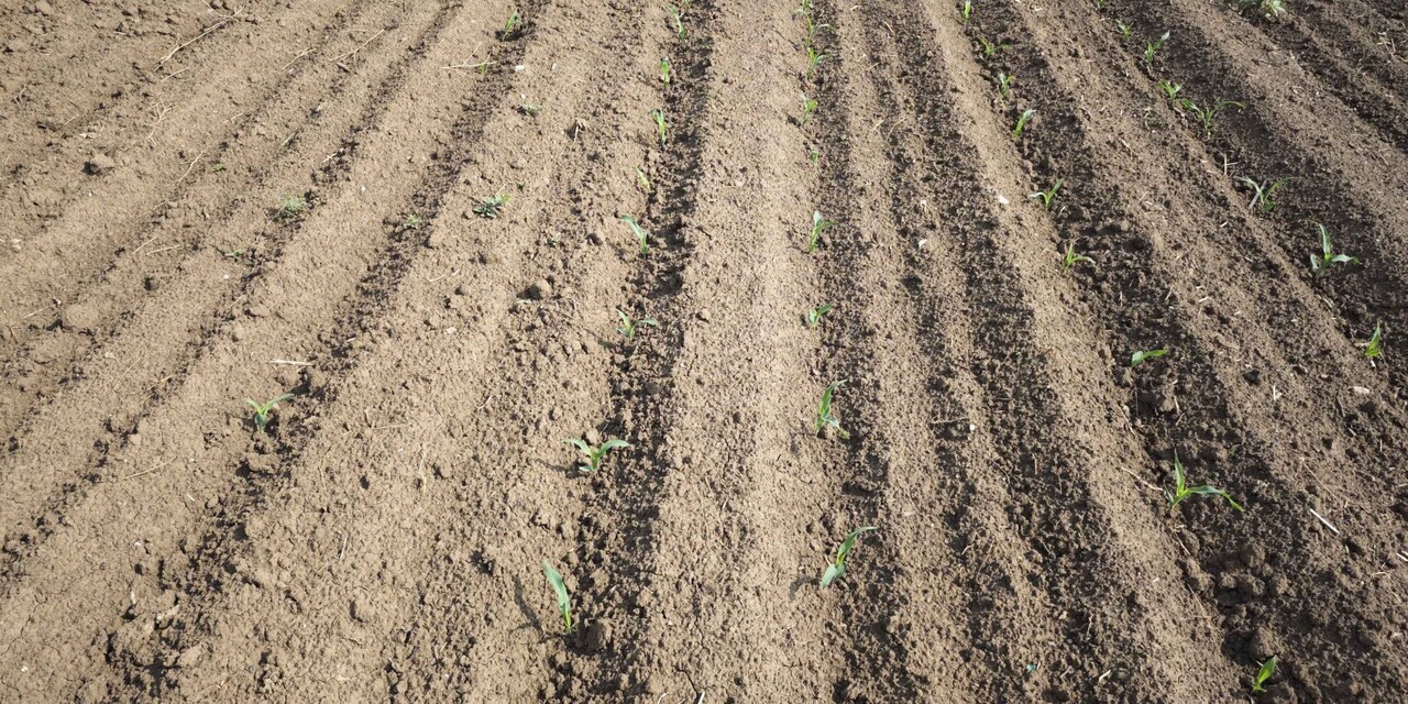 Let's cover the soil