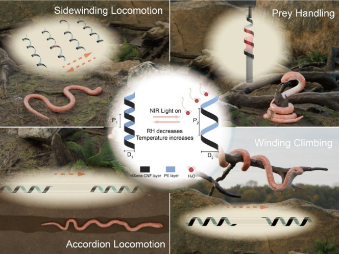 From Coils to Crawls: A Snake-Inspired Soft Robot for Multimodal Locomotion and Grasping