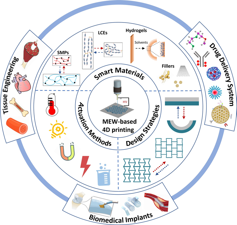 Rational Design and Functionalization of Melt Electrowritten 4D Scaffolds for Biomedical Applications