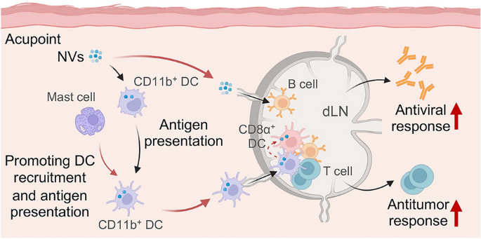 Eliciting Dual-Niche Immunological Priming by Acupoint Delivery of Nanovaccines