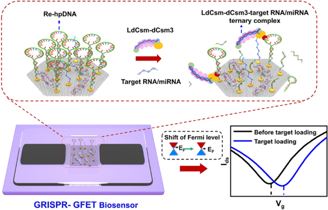 Universal Amplification-Free RNA Detection by Integrating CRISPR-Cas10 with Aptameric Graphene Field-Effect Transistor