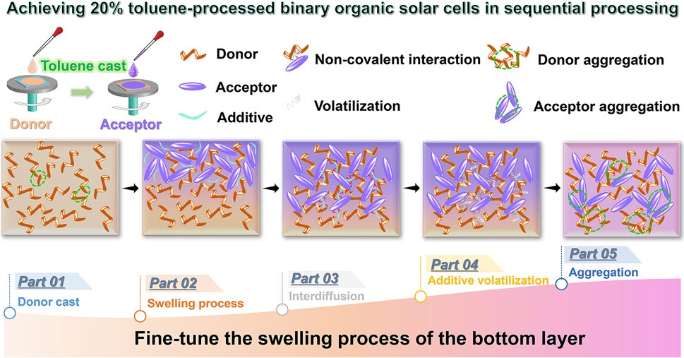 Achieving 20% Toluene-Processed Binary Organic Solar Cells via Secondary Regulation of Donor Aggregation in Sequential Processing