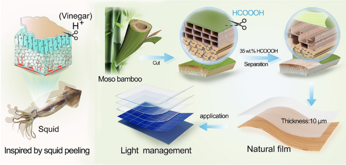 Bioinspired Precision Peeling of Ultrathin Bamboo Green Cellulose Frameworks for Light Management in Optoelectronics