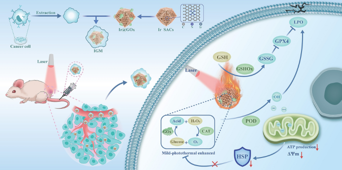 Refining Single-Atom Catalytic Kinetics for Tumor Homologous-Targeted Catalytic Therapy