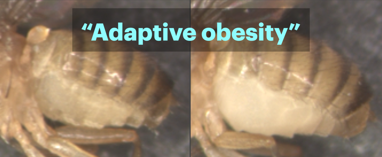 Acquisition of  tolerance to blue light toxicity via microbiome-mediated obesity