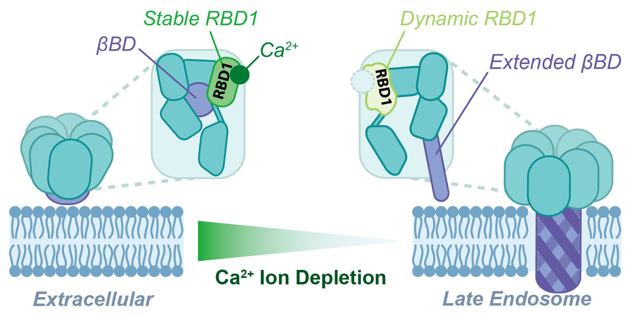 Novel mechanism for pore formation!