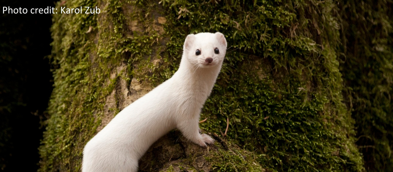 Evolution as an Ally to Conserve Species Shaped by Adaptation to Climate