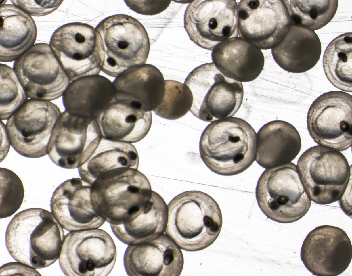 Herring larvae benefit from changes in the food web induced by ocean acidification