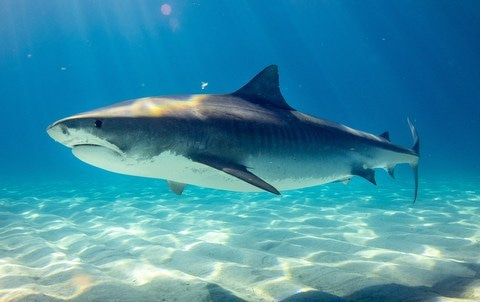 Job opportunity: WCS