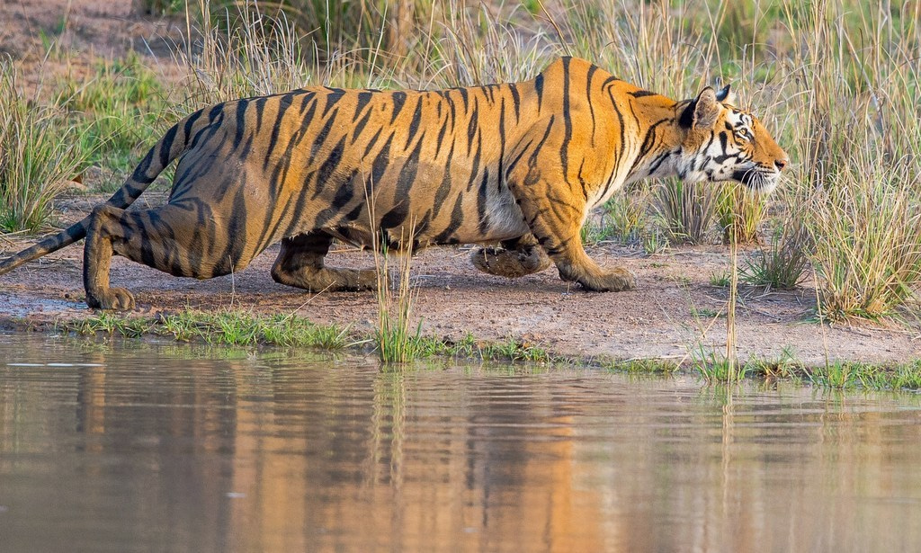 When is the best time to fill in information gaps when developing a conservation strategy?