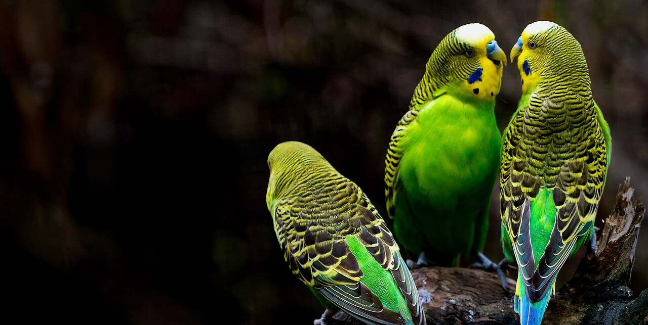 Need help measuring biodiversity