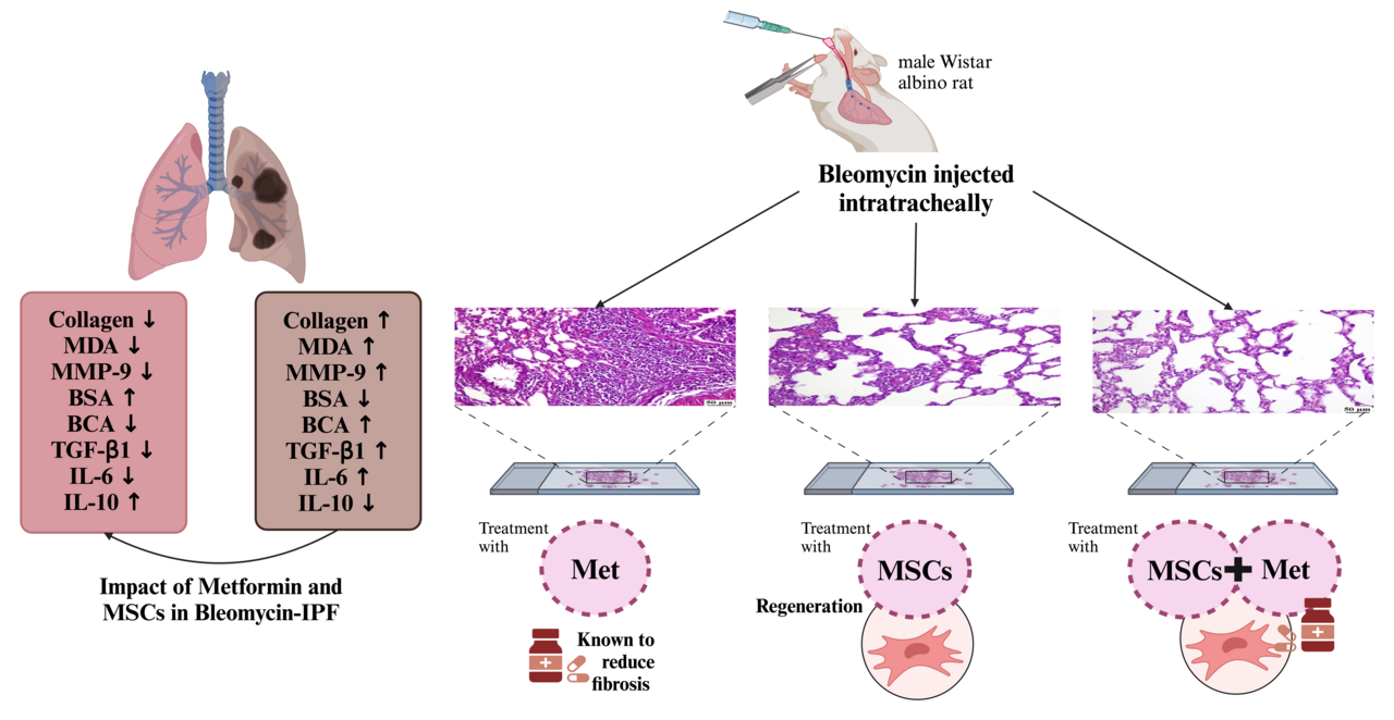 Breaking New Ground in IPF Treatment: The Synergy of Stem Cells and Metformin