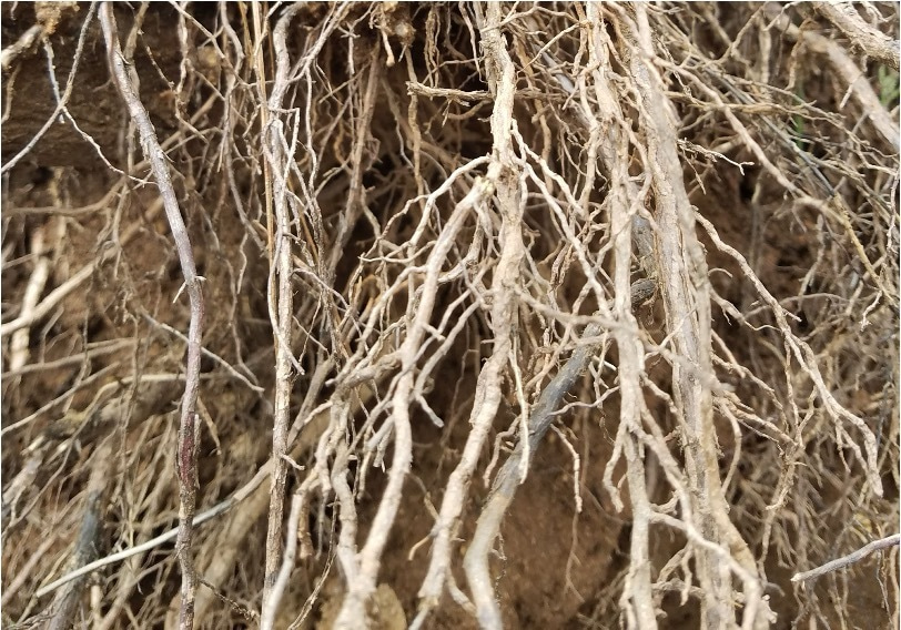 Getting to the root of soil carbon cycling 