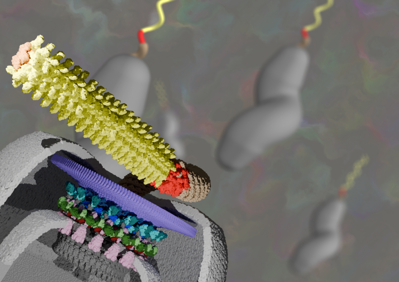The molecular structure of a supercharged flagellar motor inside the cell
