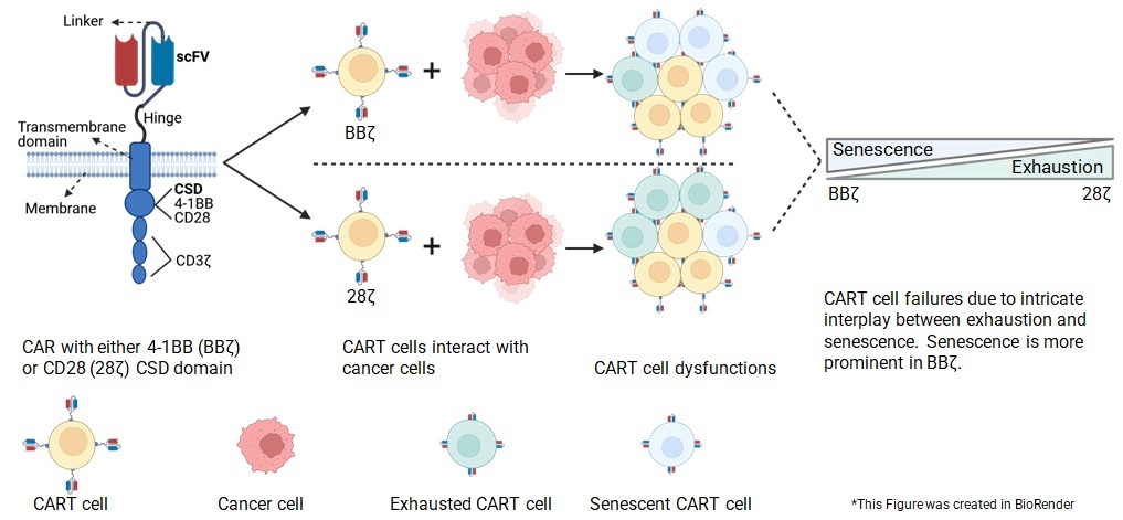 Unmasking Senescence in CAR T-cell Therapy: A Costimulation-Mediated Alliance or Adversity?