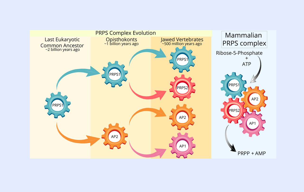 Unraveling the Hidden Complexity of PRPS Enzymes