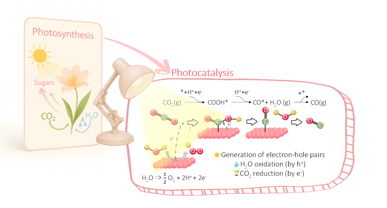 Inspired by Nature: Carbon Nitride Photocatalysts Turning CO2 into Opportunity